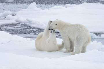 Plakat Two young wild polar bears playing on pack ice in Arctic sea