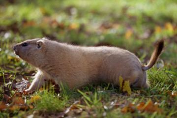 The bobak or steppe marmot in autumn park