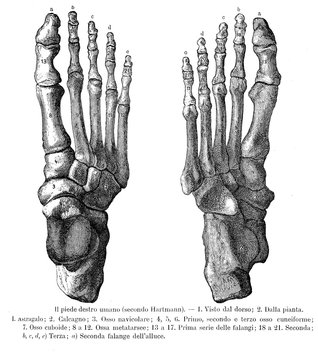 Vintage illustration of anatomy, right foot bones, dorsalis and sole view with Italian anatomical descriptions