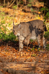 Naklejka na ściany i meble Eurasian Lynx, Lynx lynx