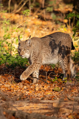 Eurasian Lynx, Lynx lynx