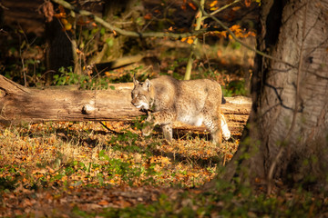 Eurasian Lynx, Lynx lynx