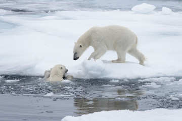 Two young wild polar bears playing on pack ice in Arctic sea, north of Svalbard
