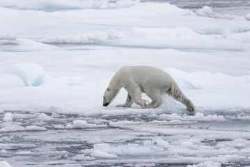 Wet polar bear going on pack ice in Arctic sea © Alexey Seafarer