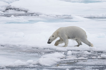 Naklejka na ściany i meble Wet polar bear going on pack ice in Arctic sea