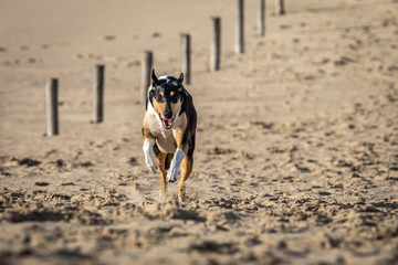 Dog running on sand