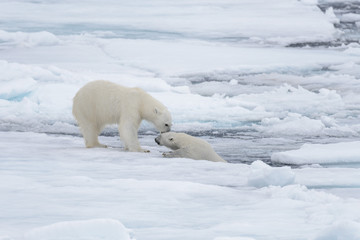 Two young wild polar bears playing on pack ice in Arctic sea, north of Svalbard