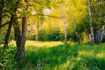 Sunny summer forest