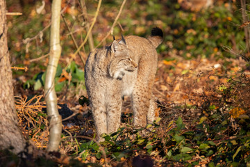 Eurasian Lynx, Lynx lynx