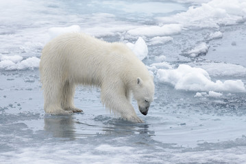Fototapeta na wymiar Wild polar bear looking to his reflection in water on pack ice in Arctic sea