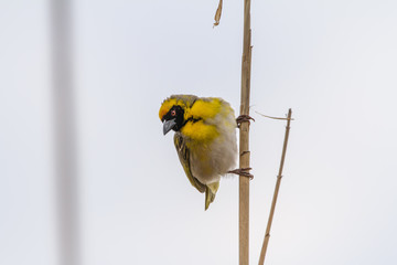 Yellow Bishop