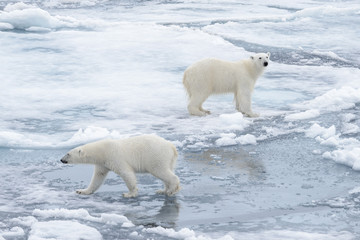 Two young wild polar bears playing on pack ice in Arctic sea, north of Svalbard © Alexey Seafarer