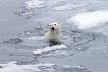 Fotobehang Ijsbeer Polar bear (Ursus maritimus) swimming in Arctic sea close up.  © Alexey Seafarer