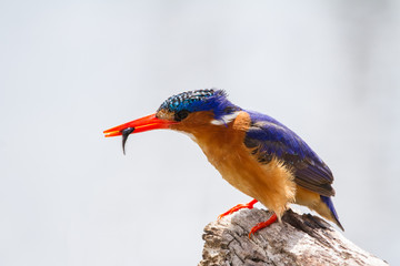 African Pigmy Kingfisher