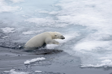 Fototapeta na wymiar Polar bear (Ursus maritimus) swimming in Arctic sea close up.