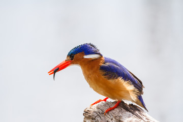 African Pigmy Kingfisher