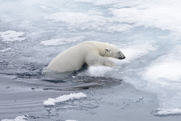 Obraz na płótnie Canvas Polar bear (Ursus maritimus) swimming in Arctic sea close up.