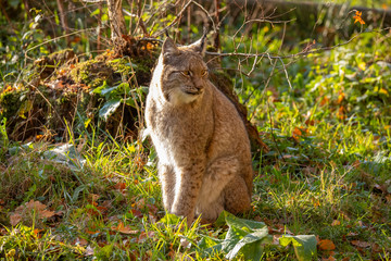 Eurasian Lynx, Lynx lynx