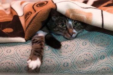 Fototapeta na wymiar Cat under a blanket. Pet warms under a blanket in cold autumn weather