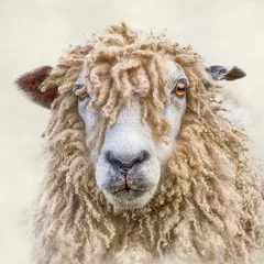 Foto op Canvas Portrait of a Leicester Longwool Sheep with Textures added © lurcherd
