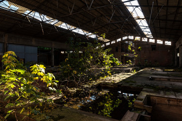 spontaneous natural growth of plants inside abandoned factory