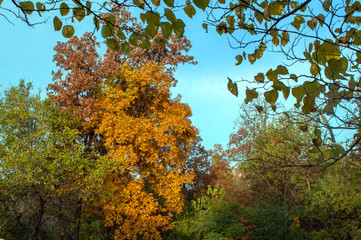 Leaves changing colors against a pretty blue sky.