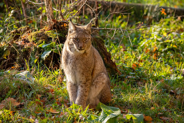 Eurasian Lynx, Lynx lynx