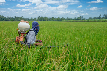 Naklejka na ściany i meble Asian Thai farmer to herbicides or chemical fertilizers Equipment on the fields green rice growing.