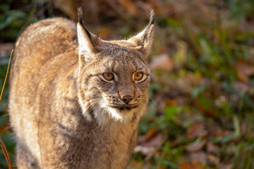 Eurasian Lynx, Lynx lynx
