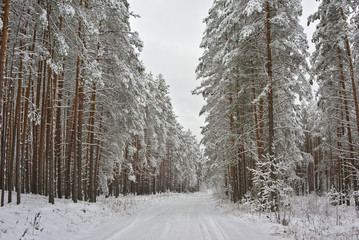 The road in the pine forest after the snowfall. Nature landscape. Novgorod region, Russia. - 234687149