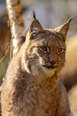 Eurasian Lynx, Lynx lynx