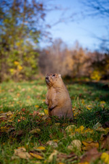 The bobak or steppe marmot in autumn park