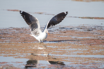 Southern Royal Albatross