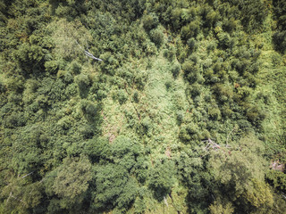 Aerial Drone Photo of the Countryside Forest, Top Down View in Sunny Summer Day