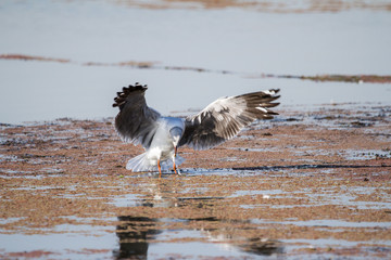 Southern Royal Albatross
