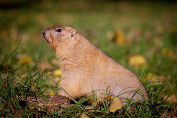 The bobak or steppe marmot in autumn park