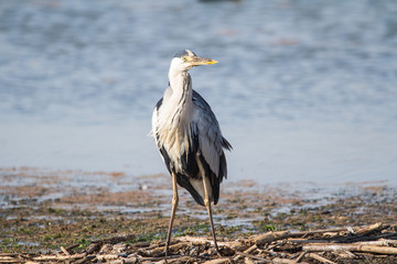 Grey Heron