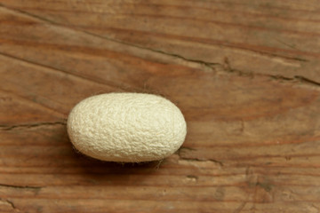 Cocoon   silkworm
