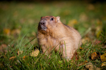 The bobak or steppe marmot in autumn park