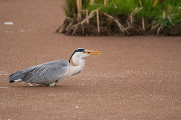 Grey Heron