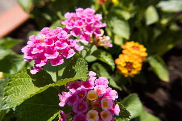 Pink Lantana Camara flower.