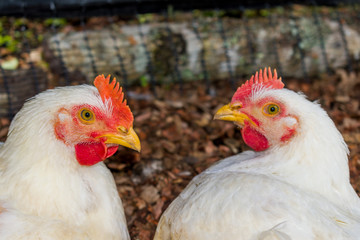 FARM CHICKENS