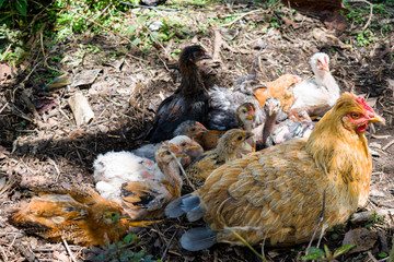 HEN AND CHICKS