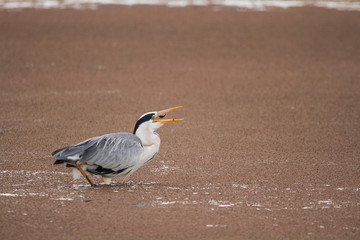 Grey Heron