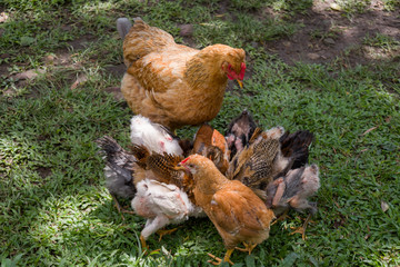 HEN GRAZING WITH HER CHICKS