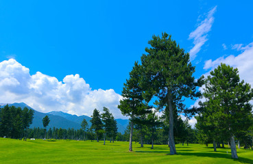 Photo depicts a beautiful colorful mountain meadow landscape, clipped lawn, spruce fir trees, summertime. European alpine mountain golf courses, blue sky background.