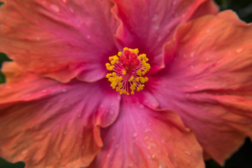 Beautiful Ibiscus flower after the rain.