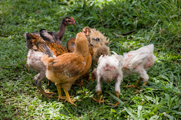 HEN GRAZING WITH HER CHICKS