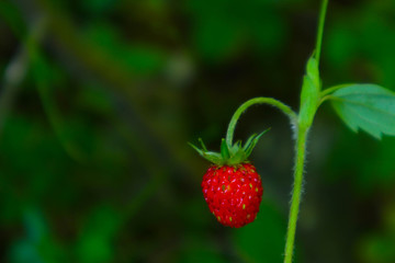 Wild strawberry on a steam, blurred background. One berry of a strawberry, natural backdrop. Close up.
