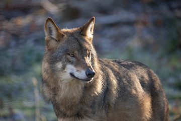 European Wolf, Canis lupus lupus